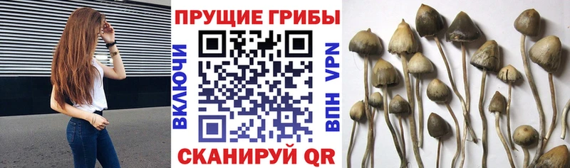 Галлюциногенные грибы Magic Shrooms  Спас-Клепики 